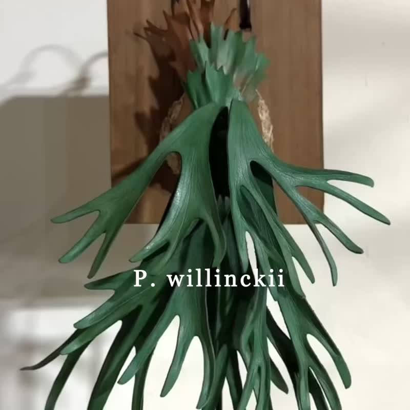 爪哇皮革鹿角蕨—直立展示款 - 擺飾/家飾品 - 真皮 