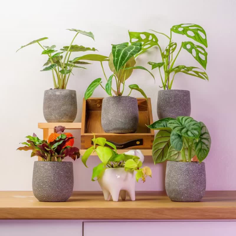 桌上型水泥植物盆栽 發財樹 鉑金蔓綠絨黃金葛  銅錢草小豆樹植栽 - 盆栽/植栽 - 植物．花 灰色