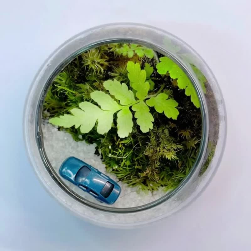 Sports Car Dream Drive / Miniature Handcrafted Desktop Terrarium - Plants - Plants & Flowers 