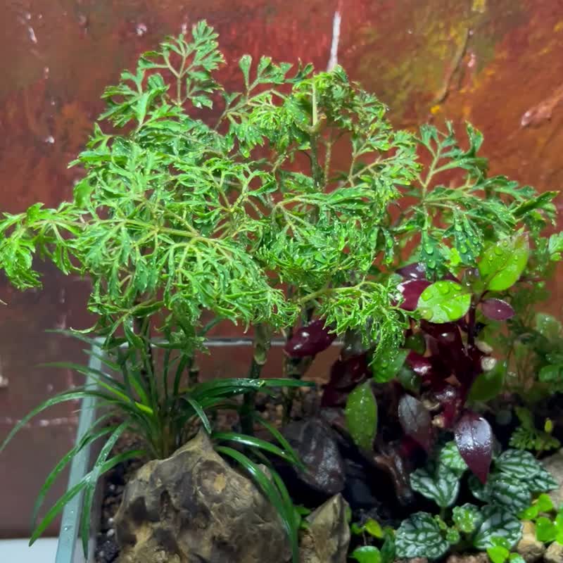 【生態缸－潺林之境】微景觀 室內植栽 禮物 辦公室擺設 - 盆栽/植栽 - 玻璃 綠色