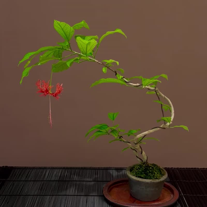裂瓣扶桑∣柴燒盆鉢中品盆栽 開花中 - 盆栽/植栽 - 陶 