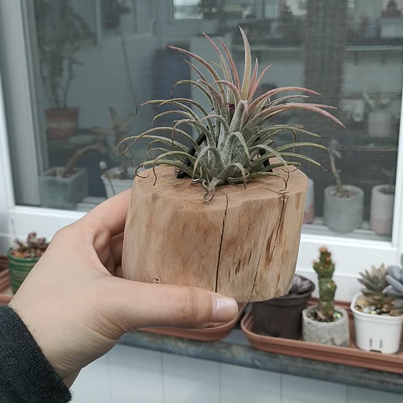 懸掛植物-空氣鳳梨 - 盆栽/植栽 - 植物．花 