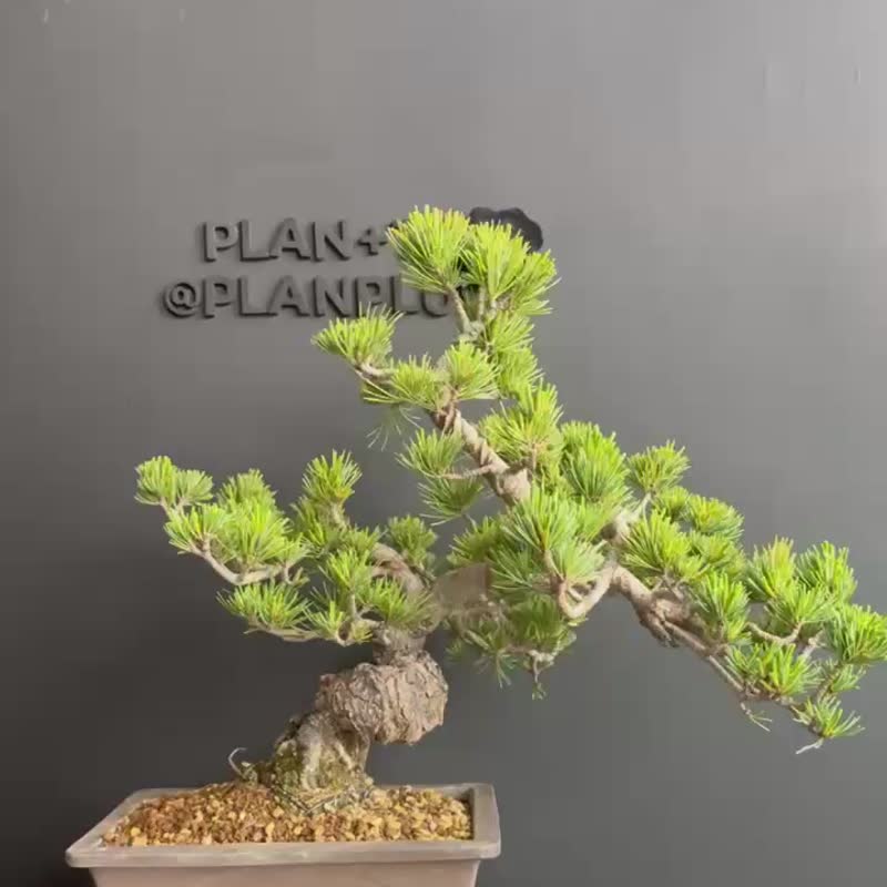 日本五葉松 植物 盆景 盆栽 bonsai 楓葉 塊根 多肉植物 送禮 - 盆栽/植栽 - 植物．花 綠色