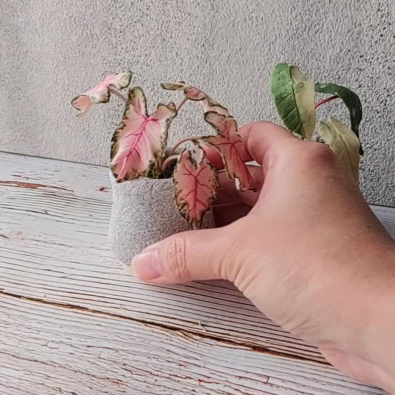 擴香石植物捏塑 石膏捏塑小盆栽體驗課 - 蠟燭/香氛/調香 - 其他材質 