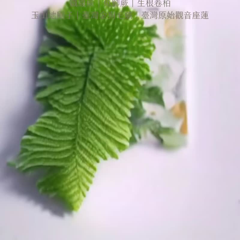 蕨色陶瓷杯墊-生根卷柏| 吸水 隔熱 禮物 母親節 企業禮品 杯墊 - 杯墊 - 陶 綠色