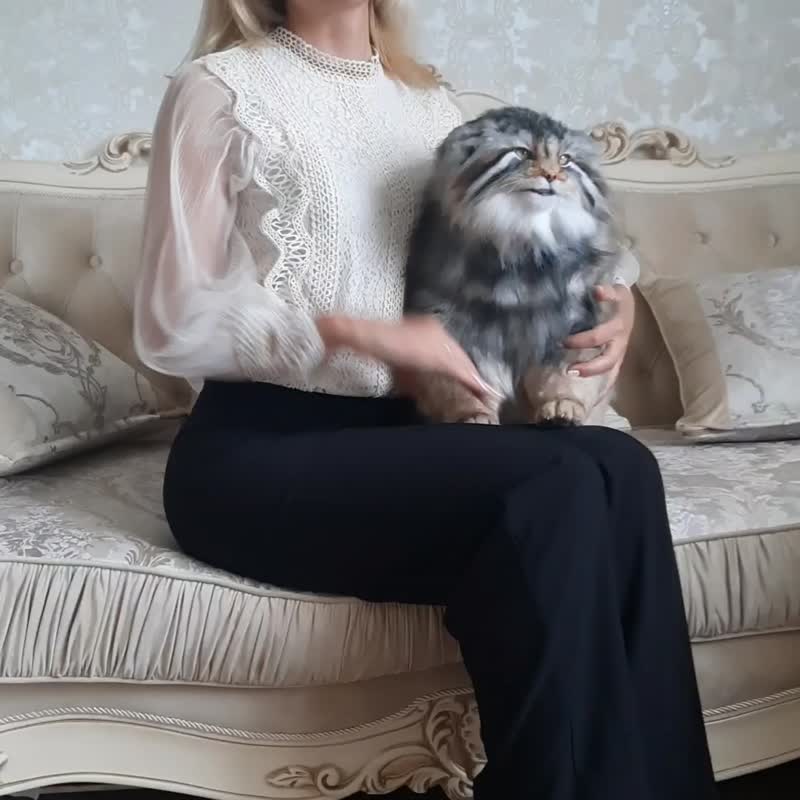 帕拉斯猫写实毛绒玩具 - 玩偶/公仔 - 其他材質 灰色