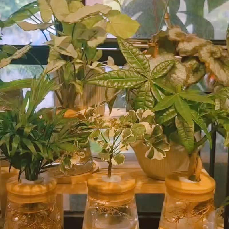 花葉福祿桐 三角水耕盆栽 室內植物 觀葉植物 禮物 水培 - 盆栽/植栽 - 植物．花 透明