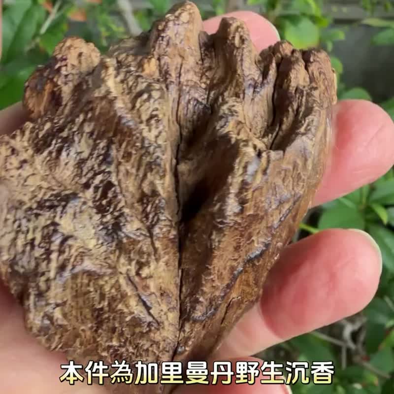 加里曼丹 野生沉香老料 56公克 沉香擺件 【沉水級】 星洲系 - 擺飾/家飾品 - 木頭 卡其色