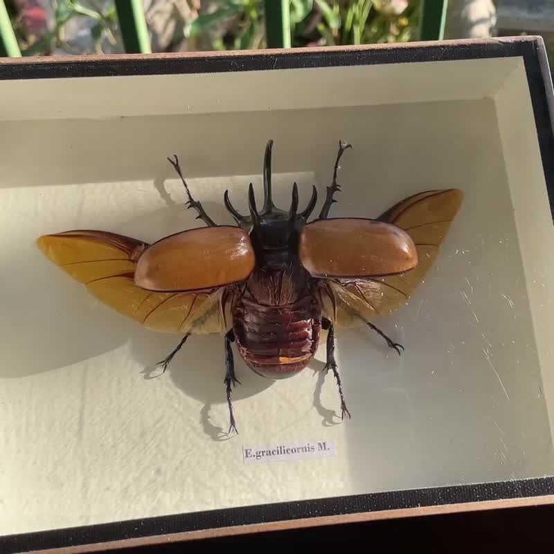 แมลงสต๊าฟ กว่างคู่ ผีเสื้อสต๊าฟ งานไอเดีย แมลงเพื่อการศึกษา กรอบไม้ กล่องแมลง - ของวางตกแต่ง - ไม้ 