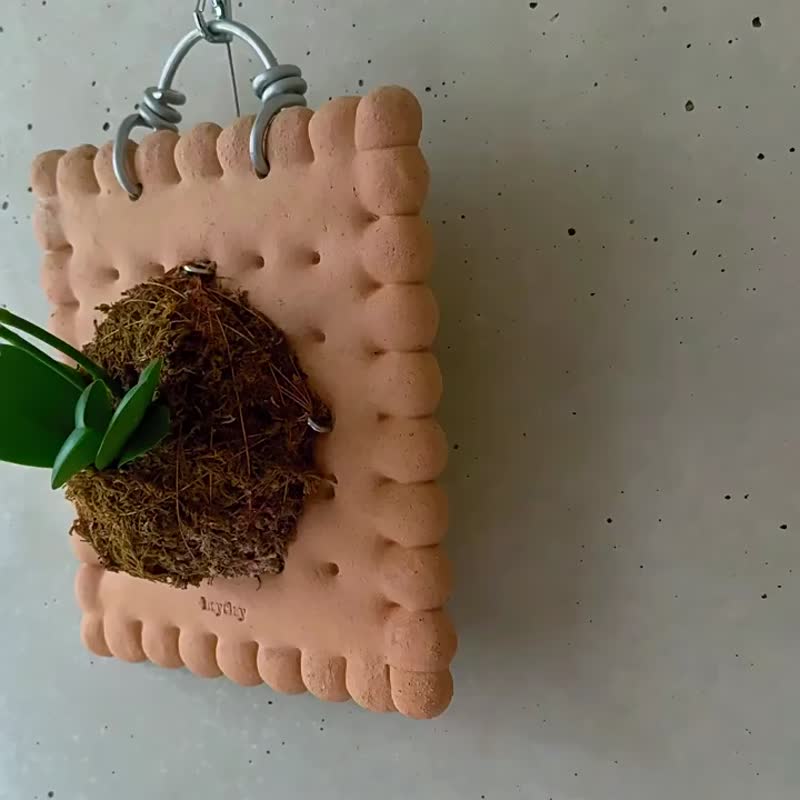 蘇打粗陶植板| 手工原始陶板蝴蝶蘭板植陶板植物蕨板掛板 - 盆栽/植栽 - 陶 