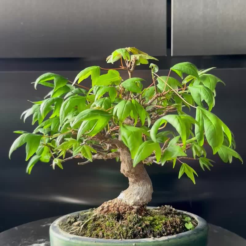 日本矮霸唐楓植物盆景盆栽bonsai 楓葉塊根多肉植物BONSAI HONG KONG