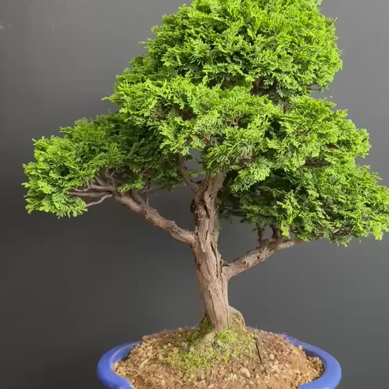 日本津山檜 植物 盆景 盆栽 bonsai 楓葉 塊根 多肉植物 送禮 - 盆栽/植栽 - 植物．花 綠色
