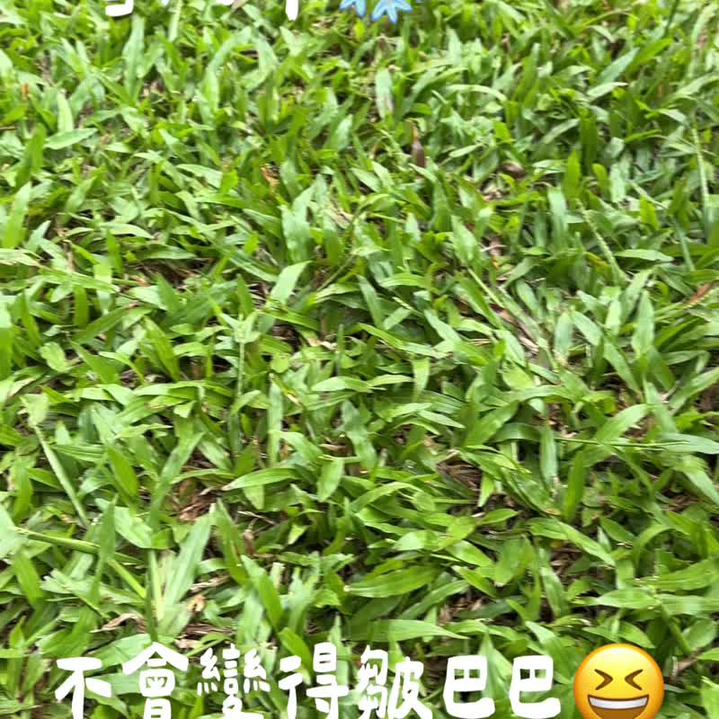 【髮圈】夏日小清新 碎花款 送女友首選 氣質 成熟 文青 百搭易襯 - 髮夾/髮圈 - 棉．麻 多色