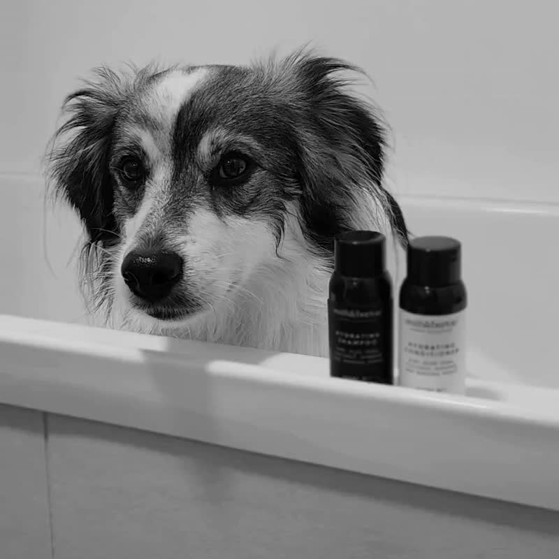 [smith&burton] Hypoallergenic and skin-soothing 2-in-1 hair shampoo 500ml (for dogs and cats) best-selling model - Cleaning & Grooming - Concentrate & Extracts 