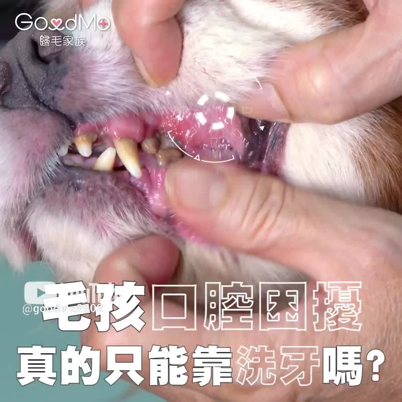 Pets have good teeth – 1 serving of Teeth-Retaining Probiotic Oral Liquid - Other - Other Materials 