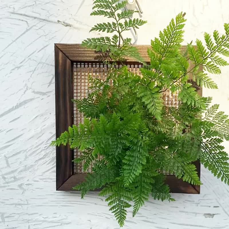 [Rabbit's Foot Fern Picture Frame] Textured Carbonized Frame/Indoor Plant/Indoor Plant - Plants - Plants & Flowers Green
