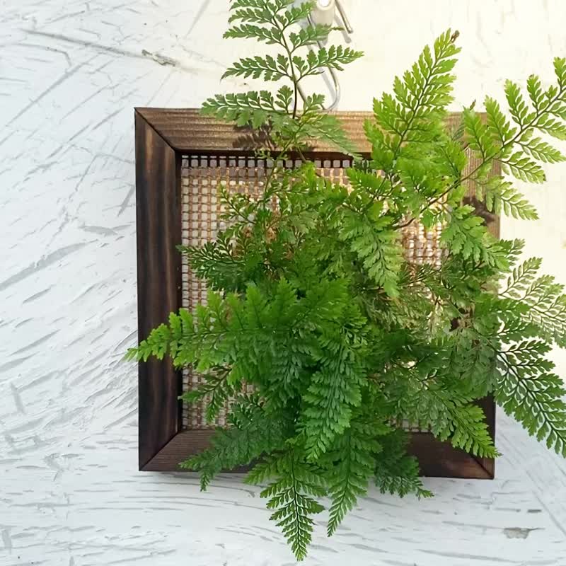 [Rabbit's Foot Fern Picture Frame] Textured Carbonized Frame/Indoor Plant/Indoor Plant - ตกแต่งต้นไม้ - พืช/ดอกไม้ สีเขียว