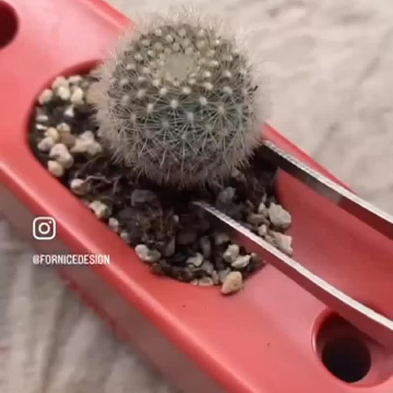 │文青必備│ 植感貓生-蕨綠  多彩有栽盆 - 植栽/盆栽 - 其他材質 