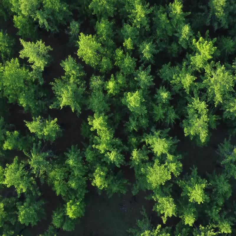 Woofy Woofy 雙頭多功能牽繩 森林綠 200cm 寵物牽繩 - 項圈/牽繩 - 聚酯纖維 
