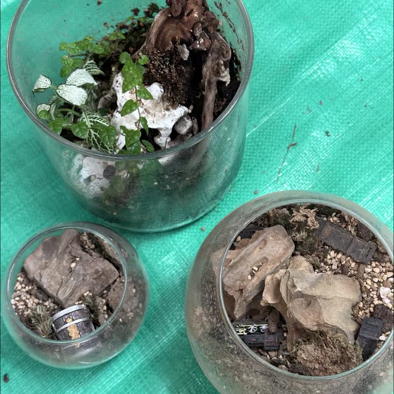 苔蘚生態盆維護服務 - 盆栽/植栽 - 植物．花 