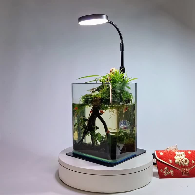 水陸生態缸 - 植栽/盆栽 - 玻璃 