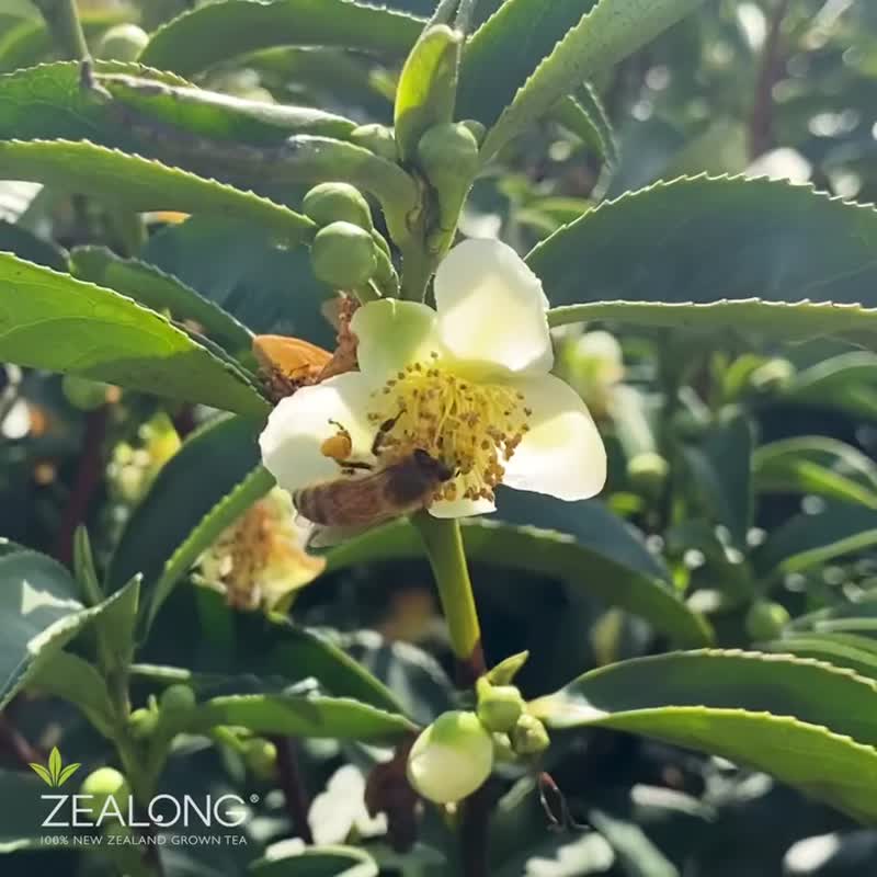【紐西蘭璽龍茶】精選花茶茶包6入 - 茶葉/茶包/水果茶 - 其他材質 白色