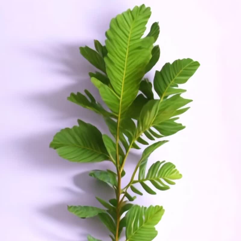 シダカラーセラミックコースター2.0 - Wawei/熱狂的なスタイル | コースター 吸収性コースター セラミック断熱コースターカップ - コースター - 陶器 多色