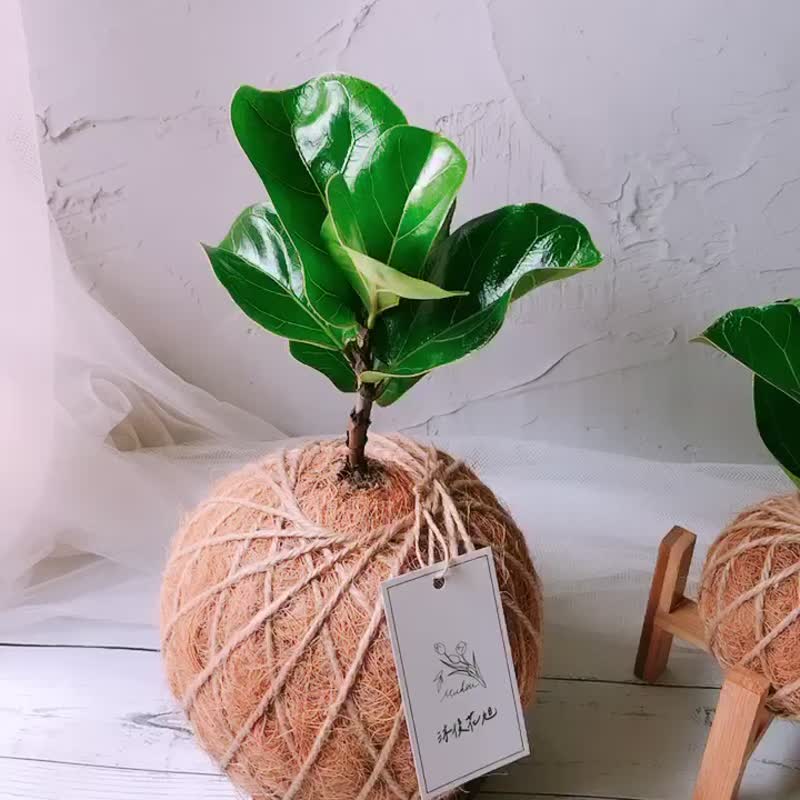 苔球 琴葉榕 植栽 - 盆栽/植栽 - 植物．花 
