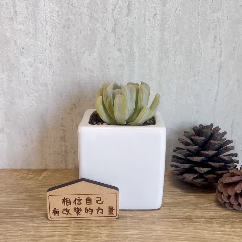 Special Leaf Jade Butterfly-Succulents Simple White Porcelain Potted Plants (With Magnet Plate) Customized Gift - ตกแต่งต้นไม้ - เครื่องลายคราม ขาว