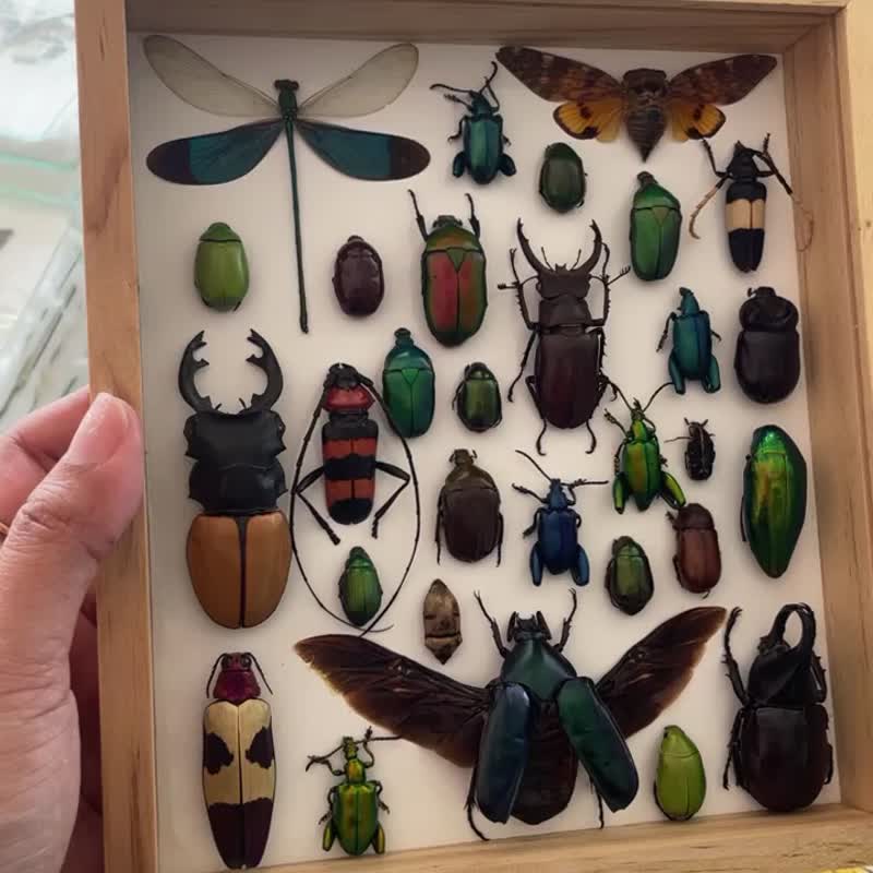 Set  Mix Beetle Insect Taxidermy Entomology Wood Box Display Home Decor - 牆貼/牆身裝飾 - 木頭 咖啡色