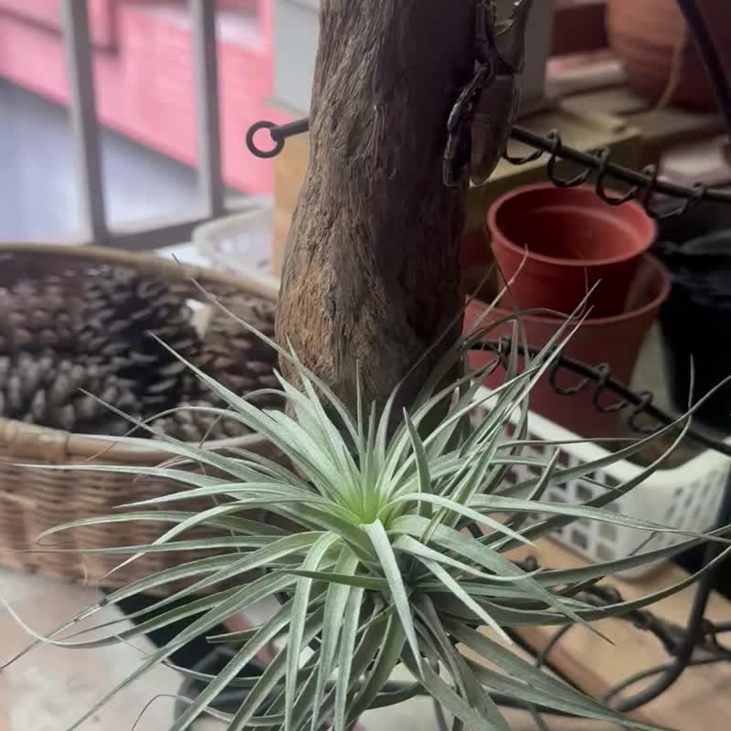 空氣鳳梨  甲蟲金屬裝飾支架  療癒小物   含植物 - 盆栽/植栽 - 木頭 