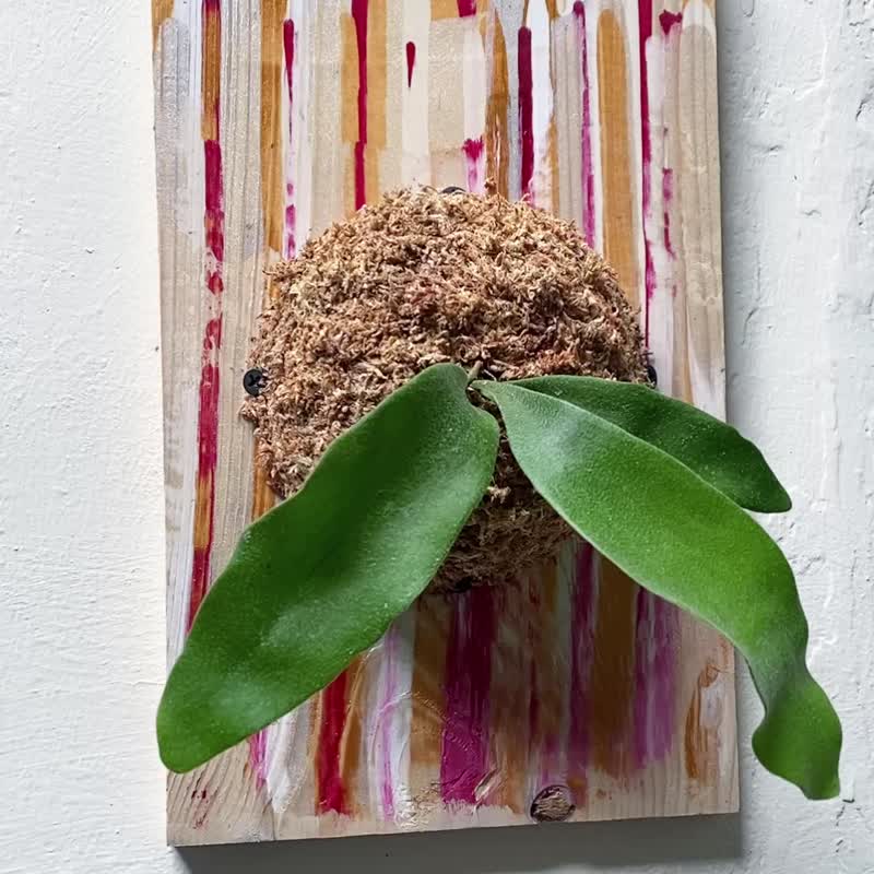 [Two-pronged staghorn fern upper plate] red and white heart-warming painted plate - ตกแต่งต้นไม้ - พืช/ดอกไม้ สีเขียว