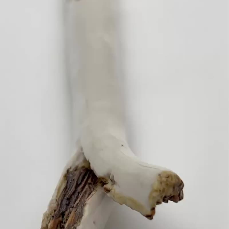【TAOZOTAO】Zezhi-Bird standing on a dead tree (white glaze) - ถ้วย - เครื่องลายคราม ขาว