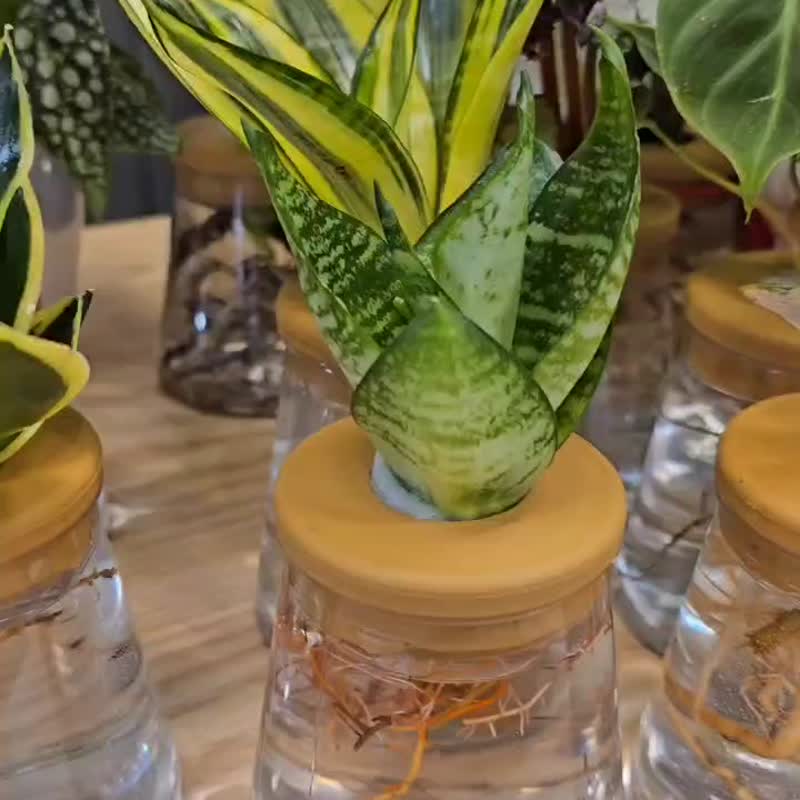 金剛虎尾蘭 三角水耕盆栽 室內植物 觀葉植物 禮物 水培 - 盆栽/植栽 - 植物．花 透明