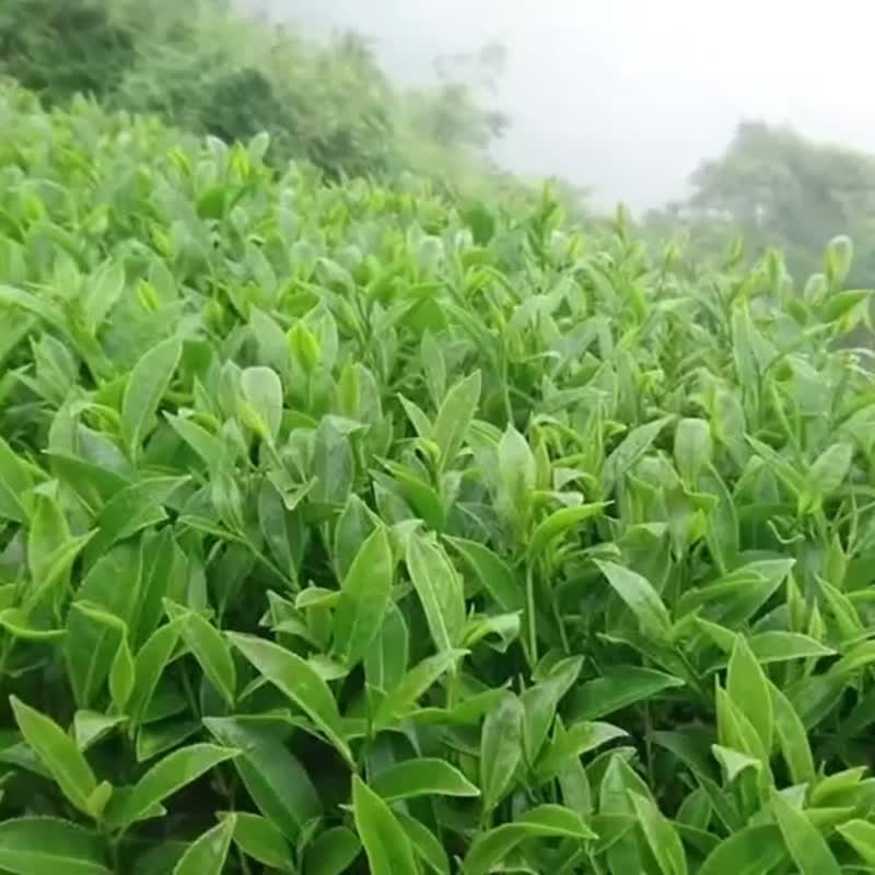 Taiwan Lishan Oolong Tea Zhengxin Jiayang Tea District Natural Farming Method Own Tea Garden - ชา - วัสดุอื่นๆ สีเทา