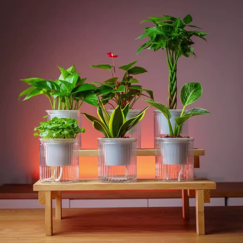 絨葉觀音蓮 免澆水盆栽 室內植物 觀葉植物  禮物 辦公室小物 - 盆栽/植栽 - 植物．花 
