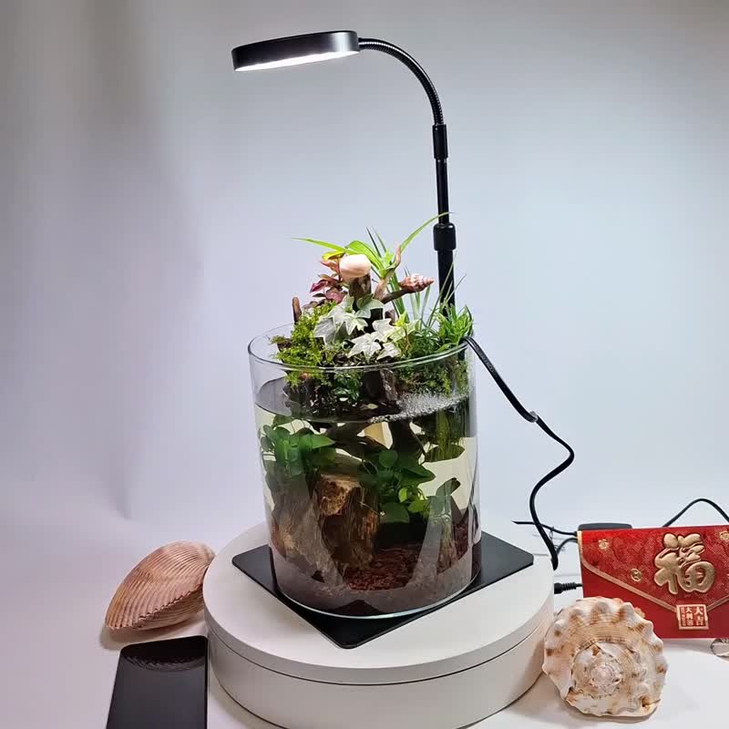 水陸生態缸 - 植栽/盆栽 - 玻璃 