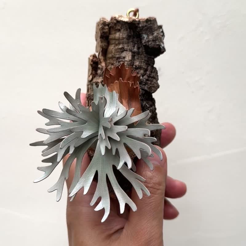 侏儒爪哇皮革鹿角蕨 - 盆栽/植栽 - 真皮 