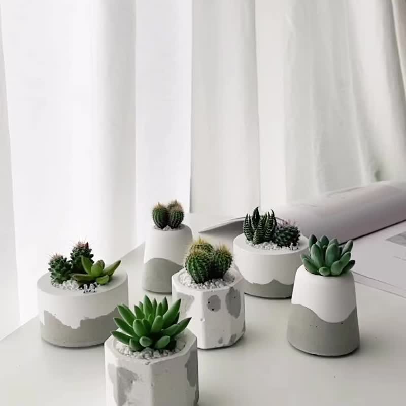 Micro Oasis - Succulent or Cactus Cement Pot / Graduation Gift. Birthday Gift (Planted) - ตกแต่งต้นไม้ - ปูน สีเทา