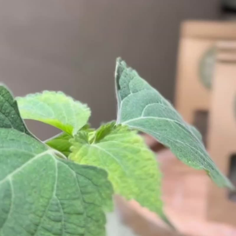 茉苜Mo & Moi  抹草香茅沐浴 補充包 6入 牛皮紙鋁膜袋 - 香氛/精油/擴香 - 植物．花 綠色