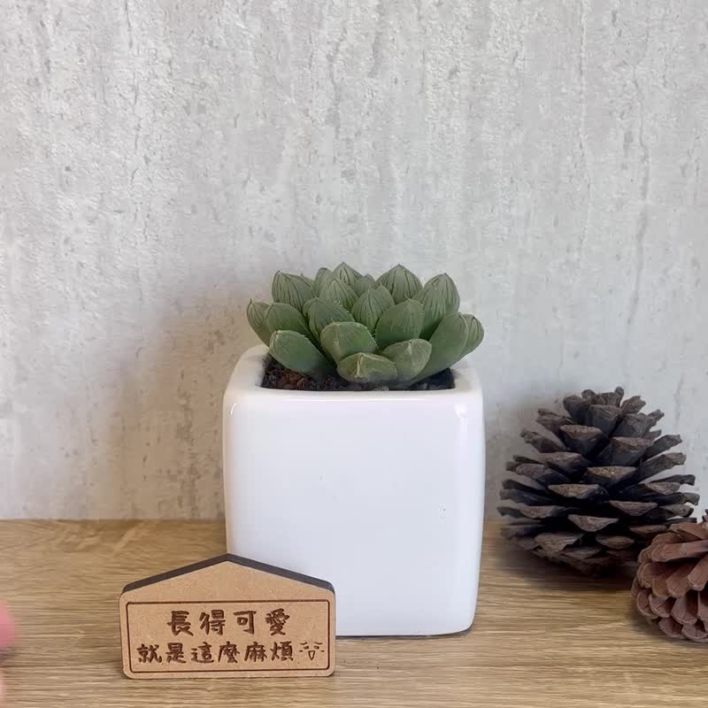 玉露B-多肉植物簡約白瓷盆栽(附磁鐵字牌) 客製化禮物 - 盆栽/植栽 - 瓷 白色