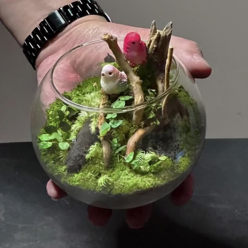 林韻鳥語 / テーマ別オーダーメイドテラリウム - 観葉植物 - 寄せ植え・花 