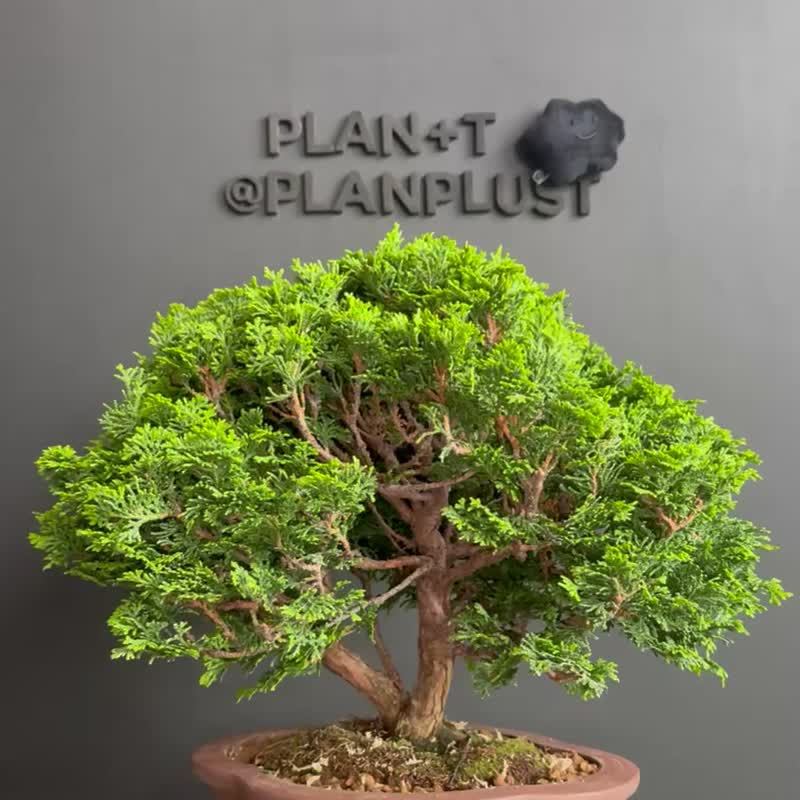 日本津山檜Chamaecyparis Obtusa - 植栽/盆栽 - 植物．花 綠色