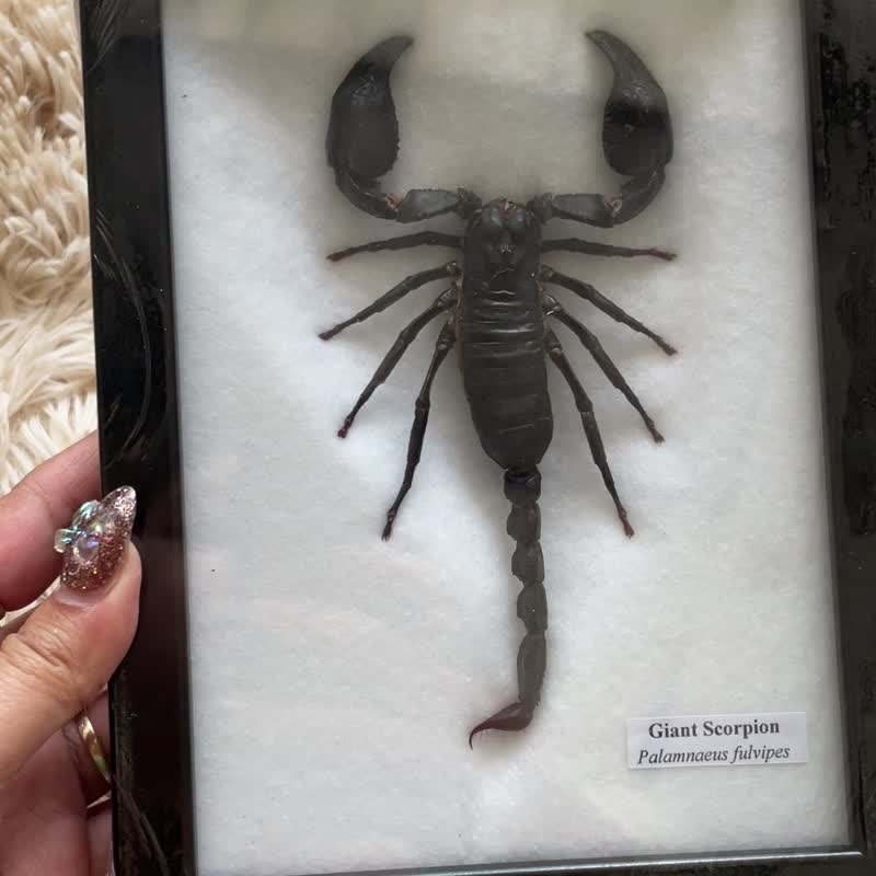 REAL GIANT SCORPION TAXIDERMY INSECT HOME DECORATION IN WOOD BOX FRAME - 擺飾/家飾品 - 木頭 黑色