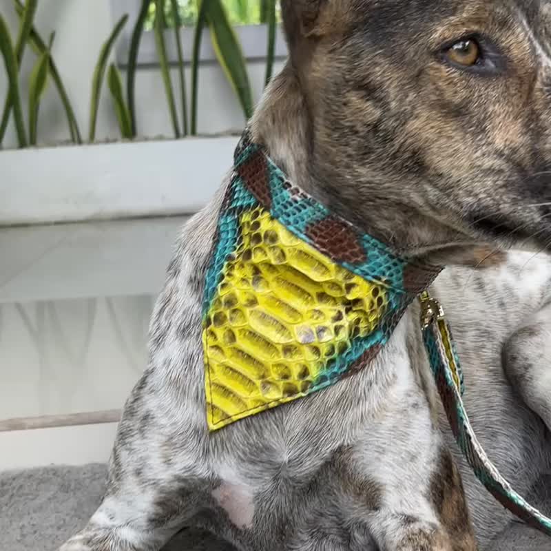 Snakeskin Dog's Collar Leather Dog's bandana Dog's Gift Leather Dog Collar - 項圈/牽繩 - 真皮 黃色