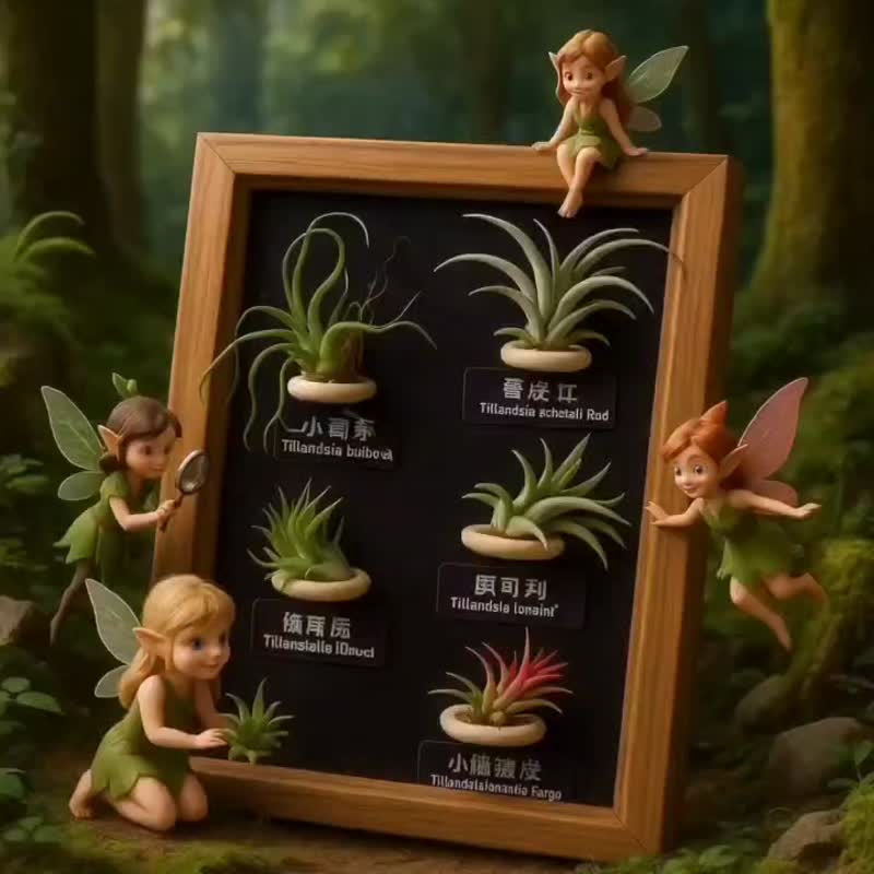 空氣鳳梨 粗皮紅 小章魚 貝可利 小精靈德魯伊小精靈福果磁吸相框 - 盆栽/植栽 - 植物．花 咖啡色