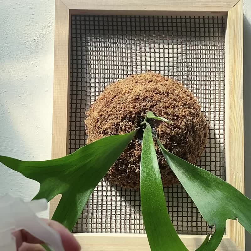 [Staghorn Fern on the upper panel] Textured picture frame/Needs natural light/Planting - ตกแต่งต้นไม้ - พืช/ดอกไม้ สีเขียว