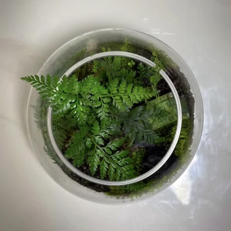 Jungle Paradise / Handmade Customized Miniature Landscape Ecosystem Pot - ตกแต่งต้นไม้ - พืช/ดอกไม้ 