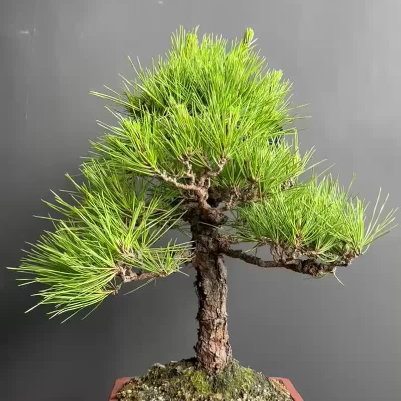 日本 黑松 植物 盆景 盆栽 bonsai 楓葉 塊根 多肉植物 送禮 - 盆栽/植栽 - 植物．花 綠色