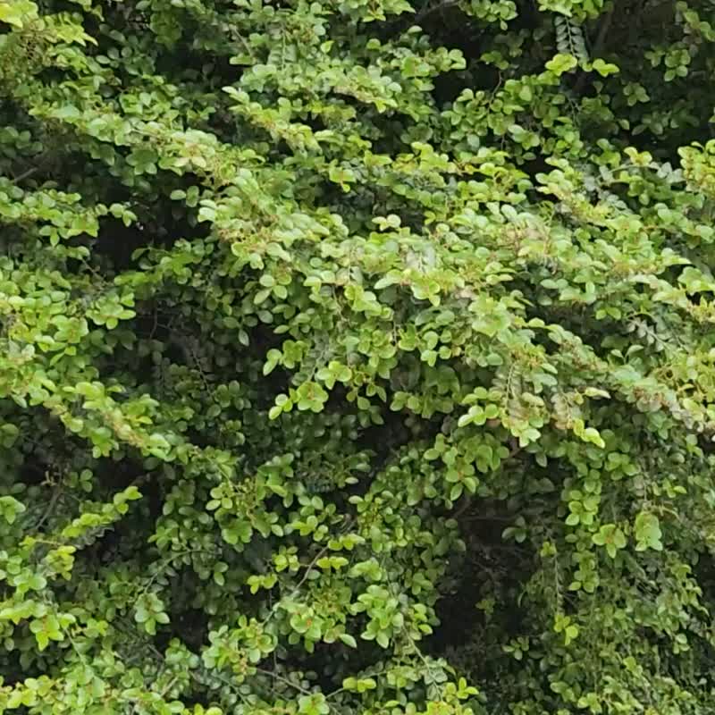 【莫蘭迪粉色玫瑰花束】乾燥花束教師禮物  520情人節禮物520禮物 - 乾燥花/永生花 - 植物．花 粉紅色